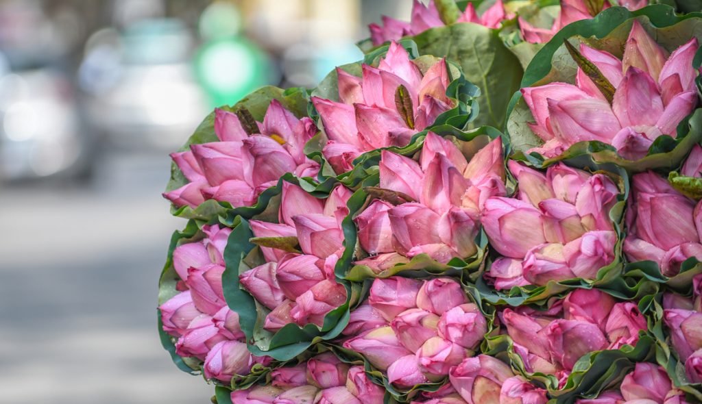 Cây sen – Loài hoa đẹp và cũng là cây thuốc thuốc quí